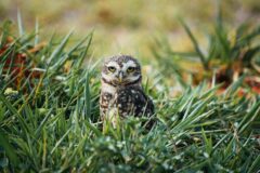Cape Coral Burrowing Owl